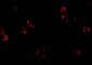 XBP-1 Antibody [3H1G4] 